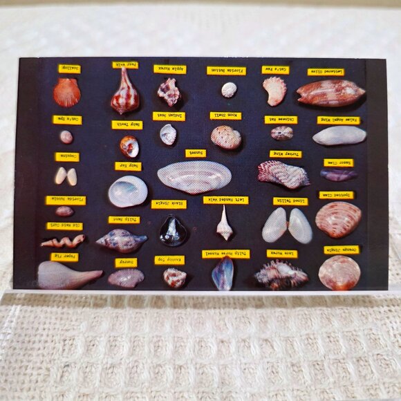Vintage Shell Chart Waters Beaches of Florida Lusterchrome Tichnor Postcard UNP - Picture 3 of 7